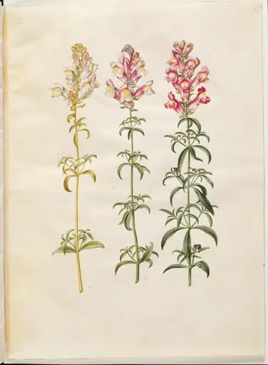 Antirrhinum majus (have-løvemund)