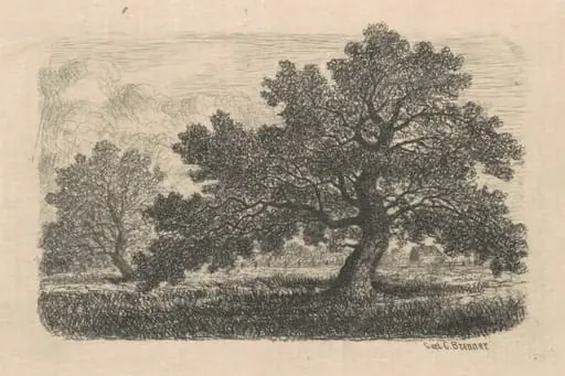 Apple Trees