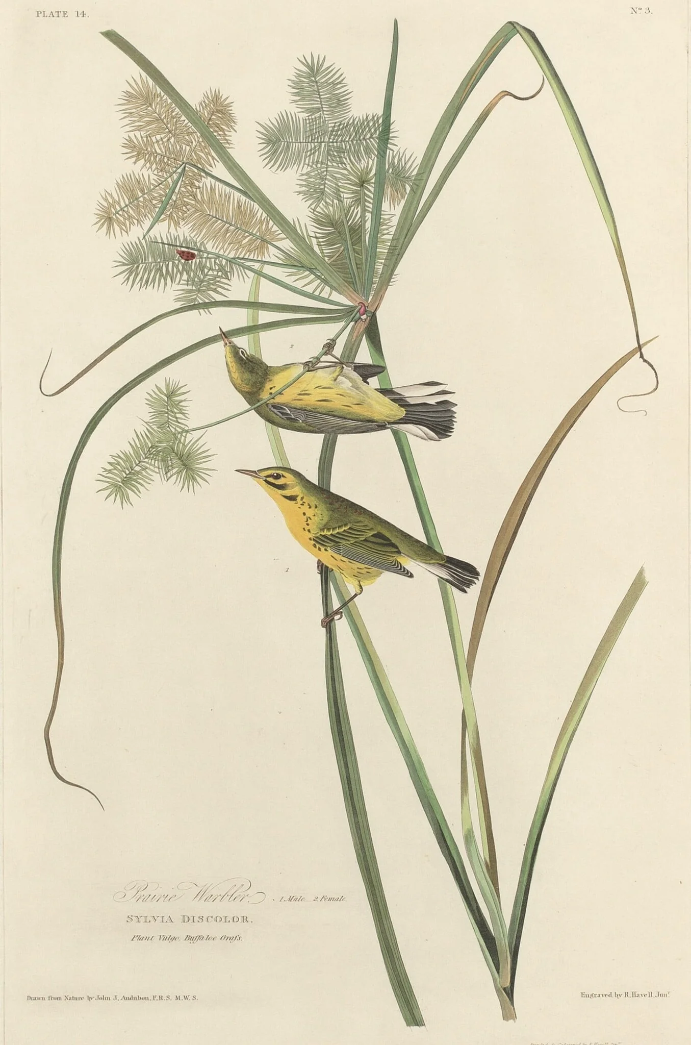 Prairie Warbler, by Robert Havell Jr., ink, 1827