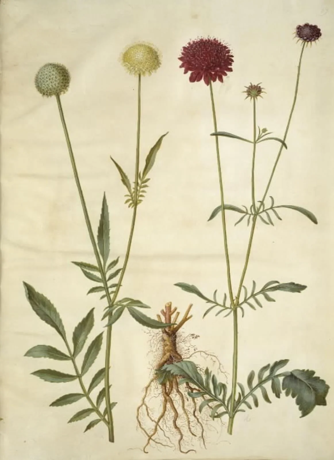 Cephalaria leucantha (hvid skælhoved); Scabiosa atropurpurea (enkeblomst), by Unknown, unspecified, 1654