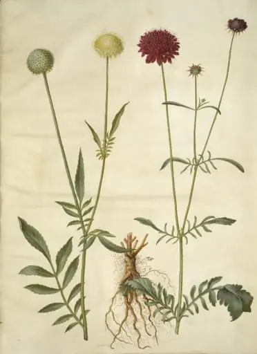 Cephalaria leucantha (hvid skælhoved); Scabiosa atropurpurea (enkeblomst)