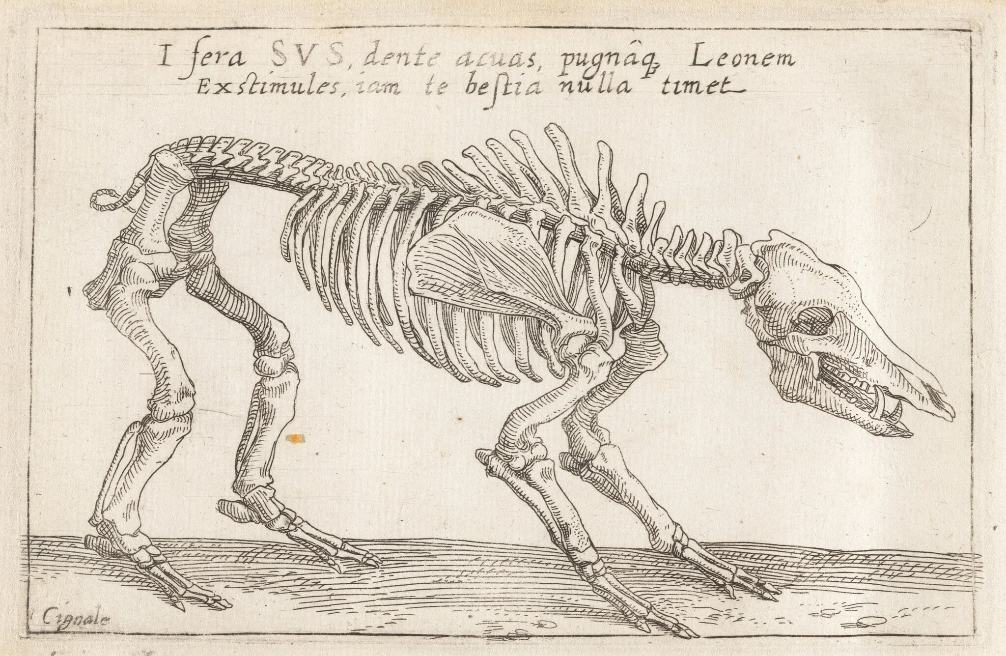 Skeleton of a Boar, by Teodoro Filippo di Liagno, ink, 1620