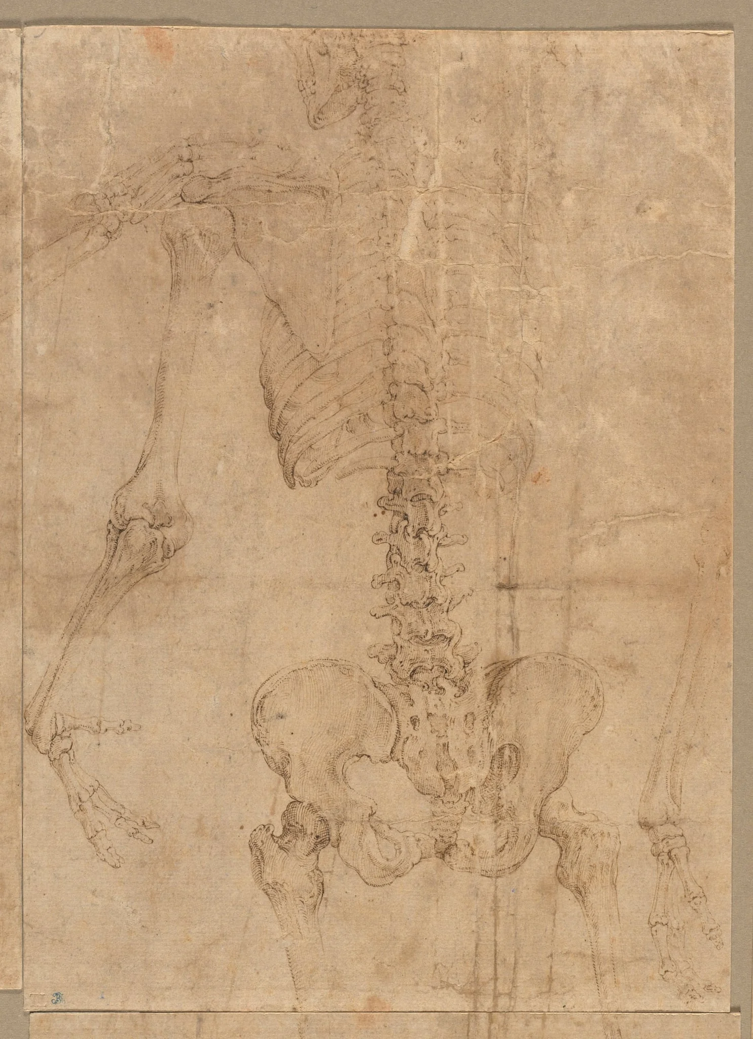 Upper Half of Skeleton from the Back