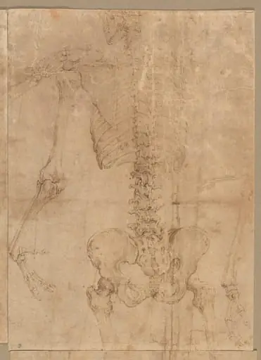 Upper Half of Skeleton from the Back