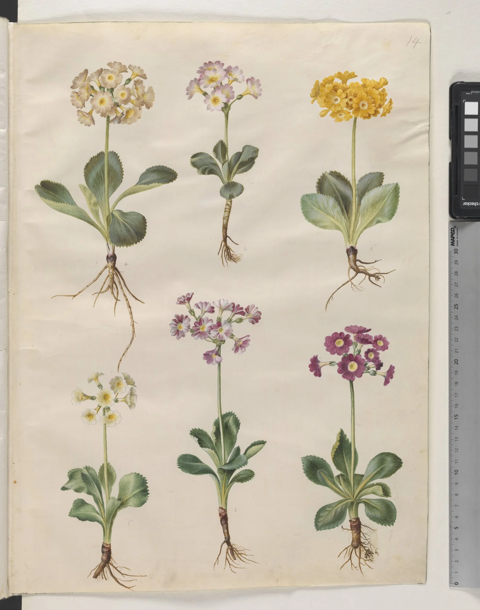 Primula ×pubescens Wulfen (have-aurikel), by Unknown, unspecified, 1654