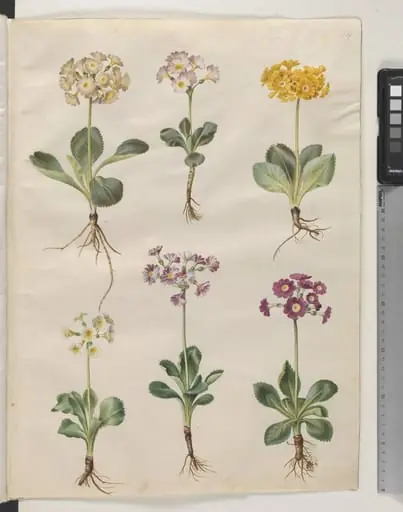 Primula ×pubescens Wulfen (have-aurikel)