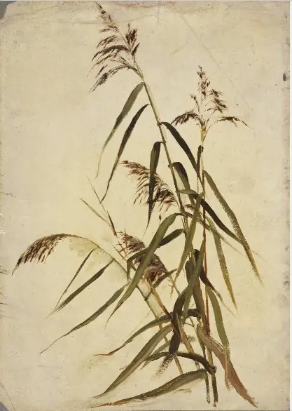 A Grass Plant