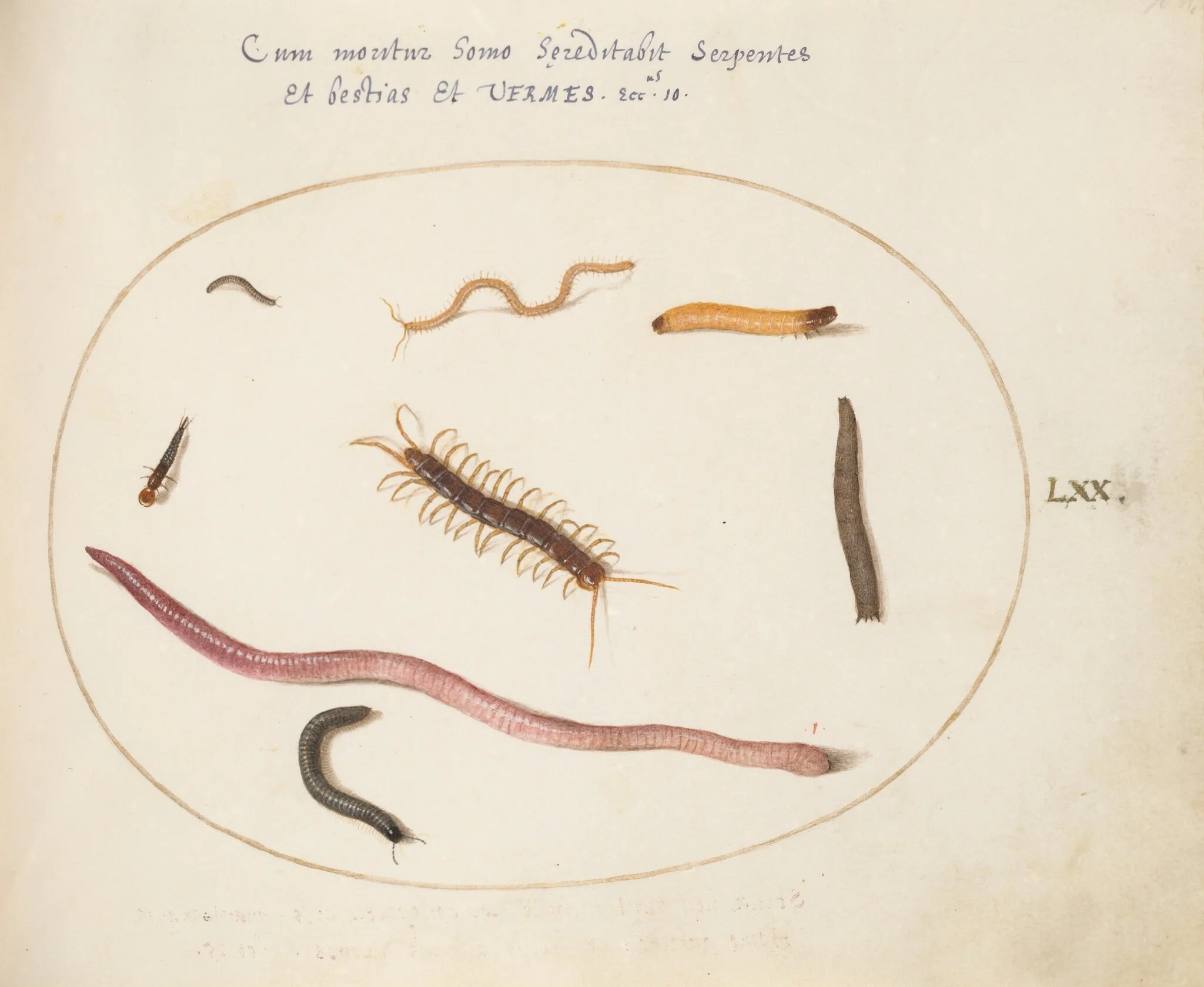 Plate 70: Worm, Centipede, Millipede, and Other Long Creatures, by Joris Hoefnagel, gouache, 1594