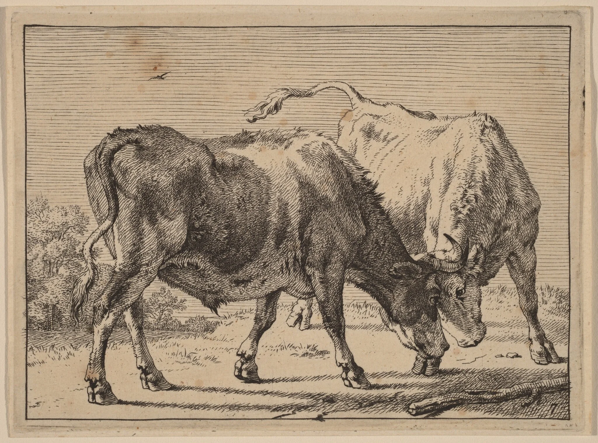 Two Oxen Fighting, by Paulus Potter, ink, 1650