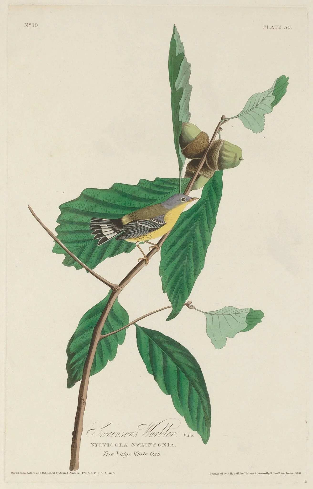 Swainson's Warbler, by Robert Havell Jr., ink, 1828