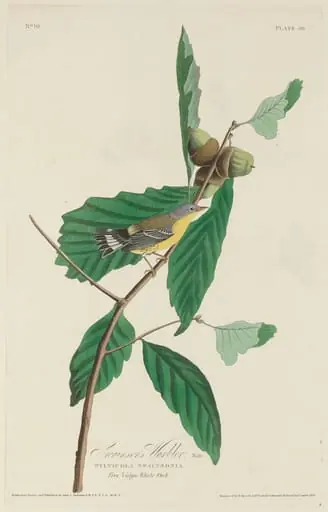 Swainson's Warbler