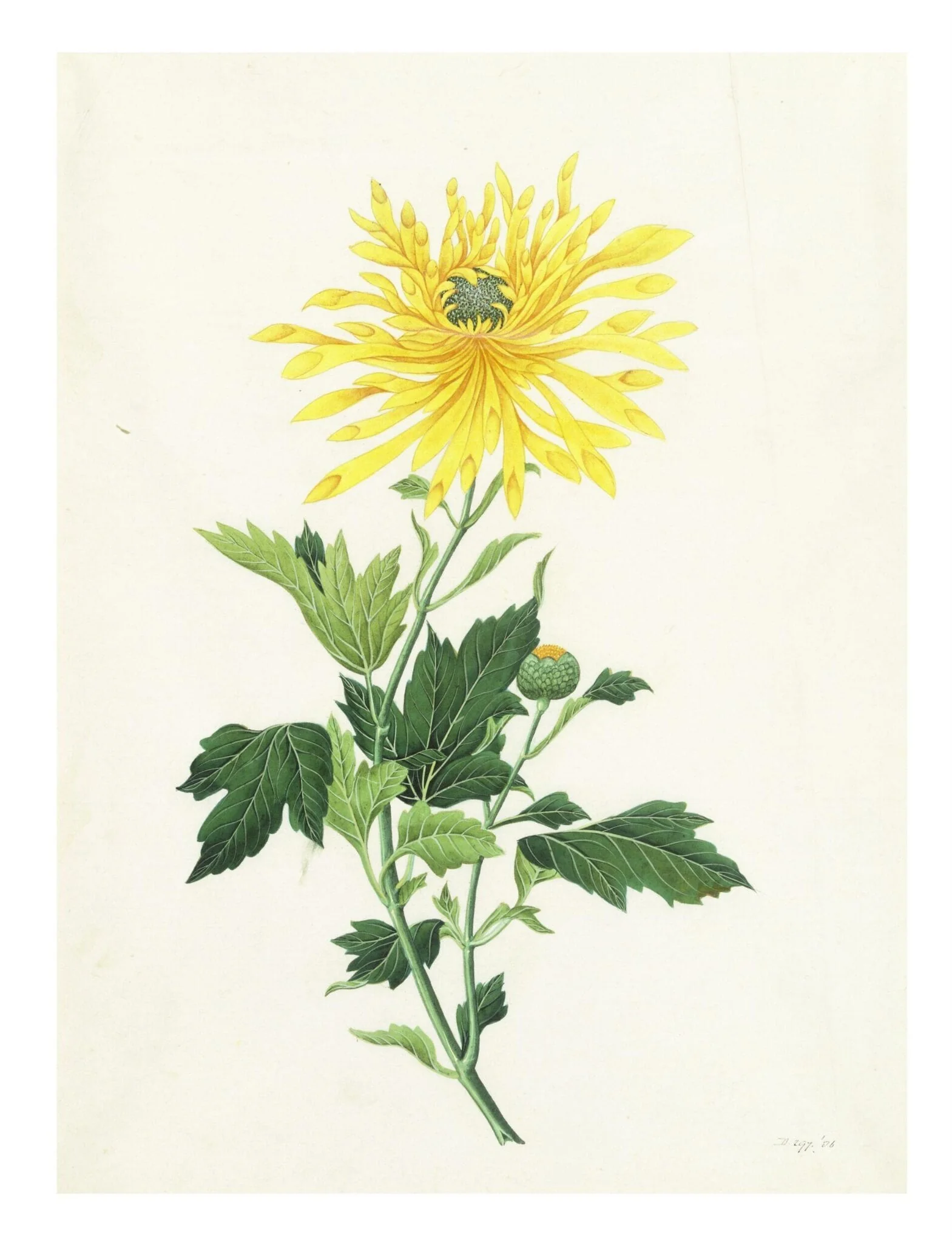 Chrysanthemum, by Unknown, paint, 1800