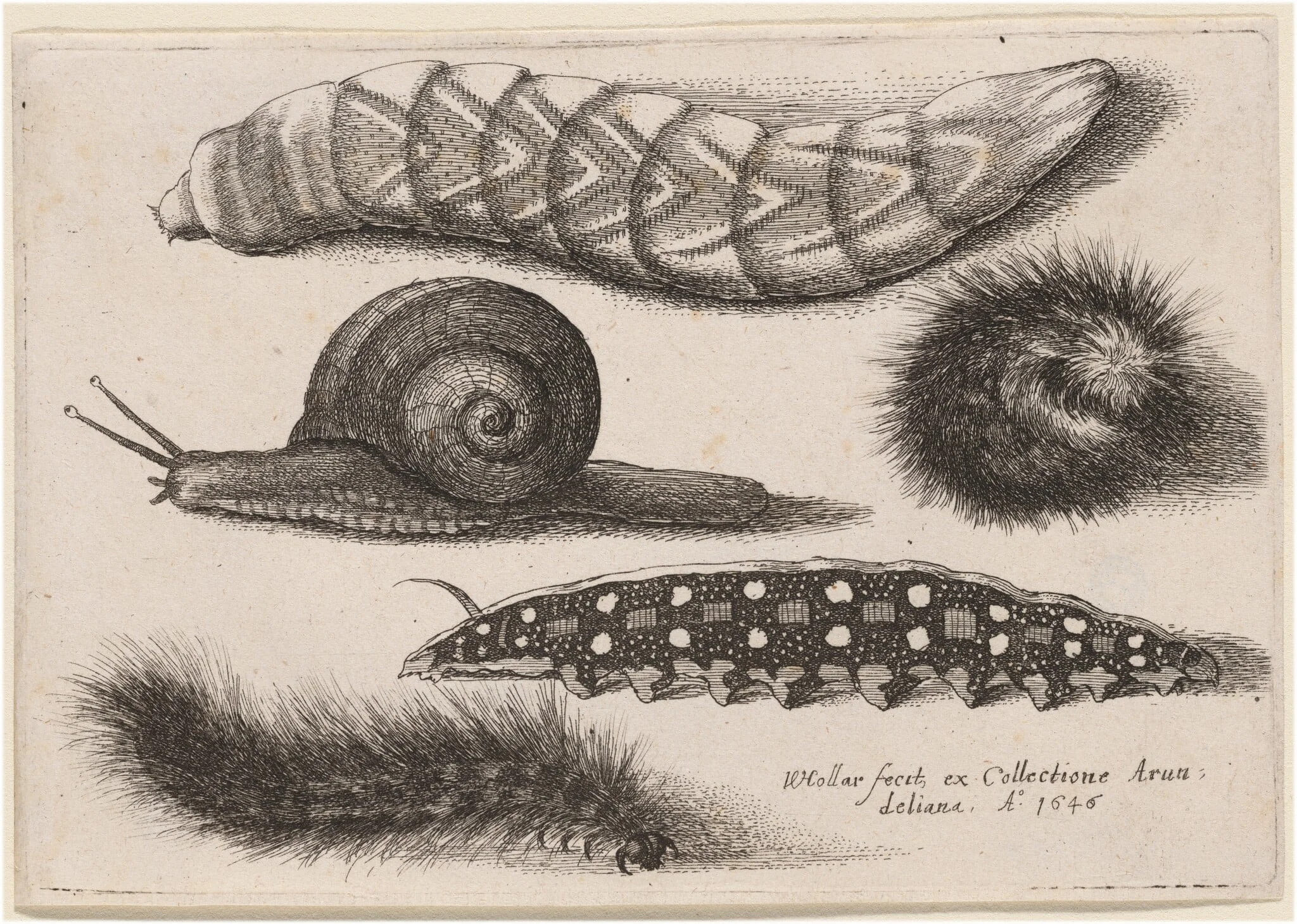 Four Caterpillars and a Snail, by Wenceslaus Hollar, ink, 1646
