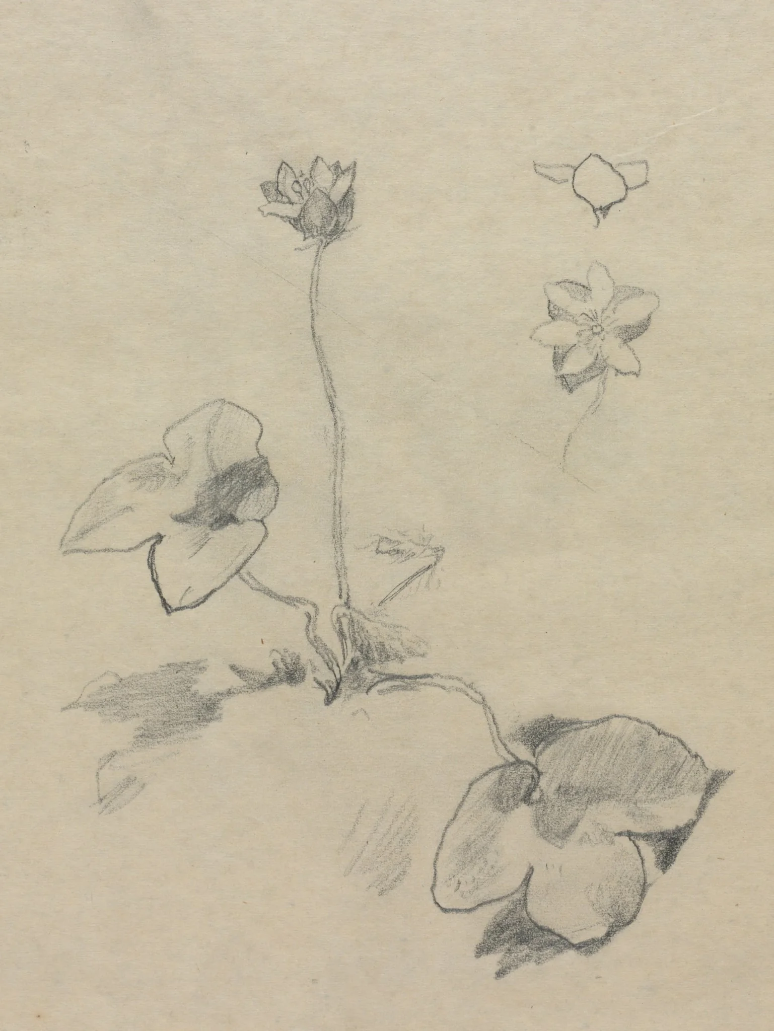 Anemone, by John La Farge, 1878