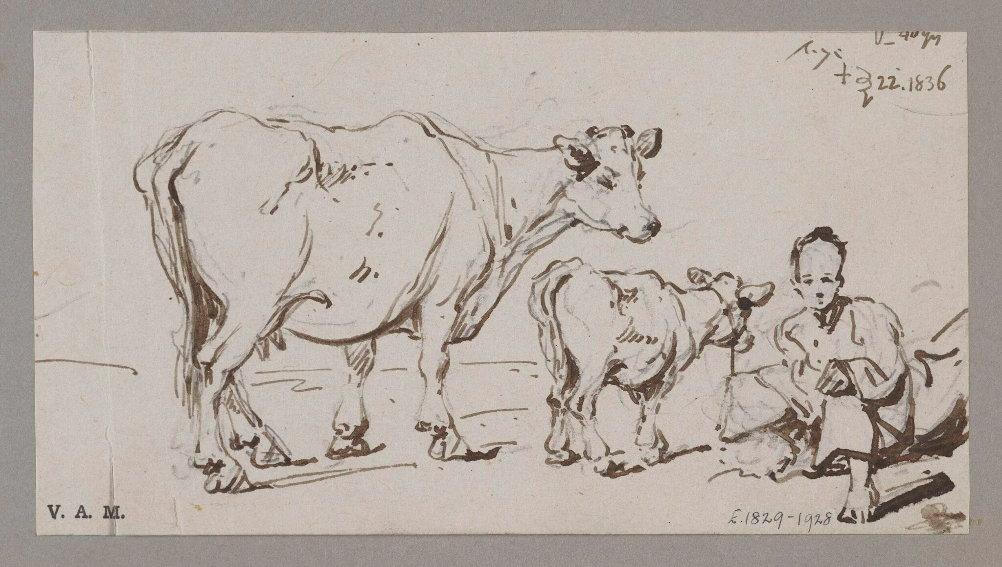 A cow and calf, with a crouching figure, by George Chinnery, 17