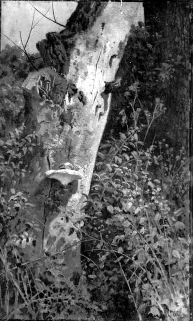 Detail of a Forest