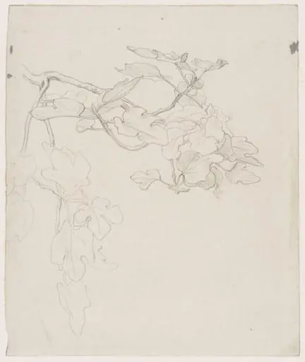 Study of the Stem of a Fig Tree