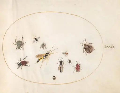 Plate 72: Shield Bug, Cinnamon Bug, Wasp, and Other Insects