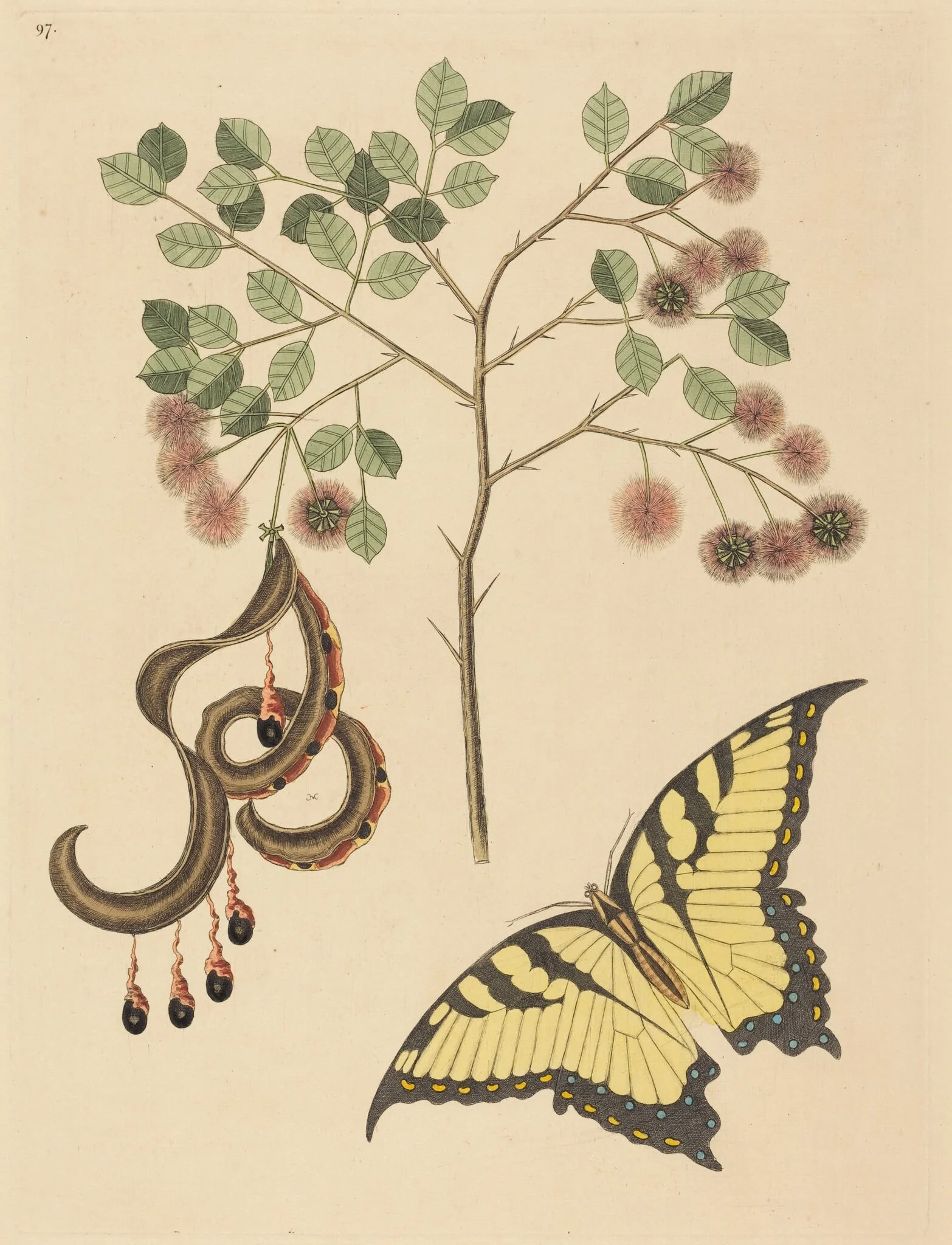 Cat's Claw (Mimosa circinalis), by Mark Catesby, ink, 1737