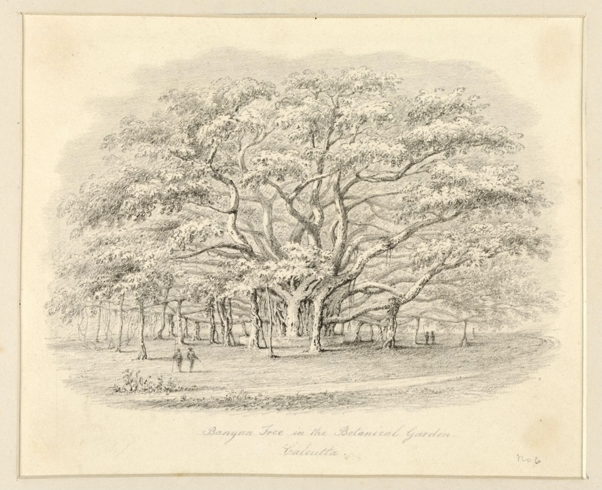 Banyan  Tree in the Botanical Garden, Calcutta, by Robert Captain Smith, 1830