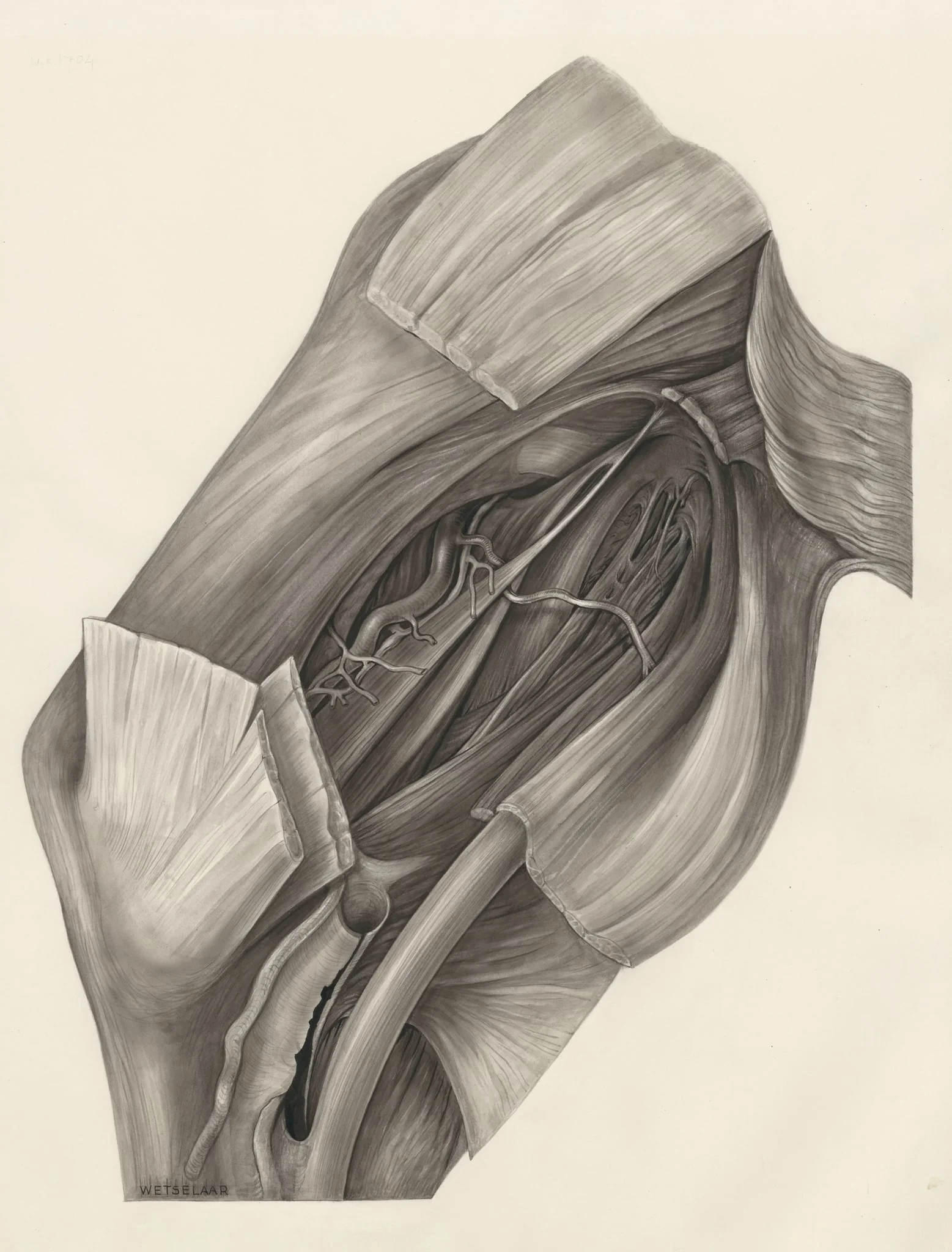 Muscular tissue of the hand or fingers, by H.G, Wetselaar, 1970
