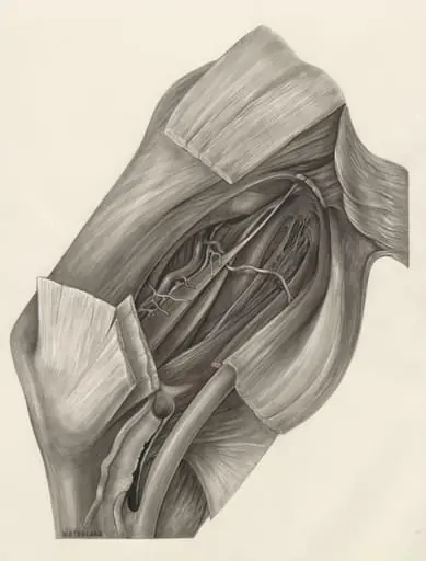 Muscular tissue of the hand or fingers