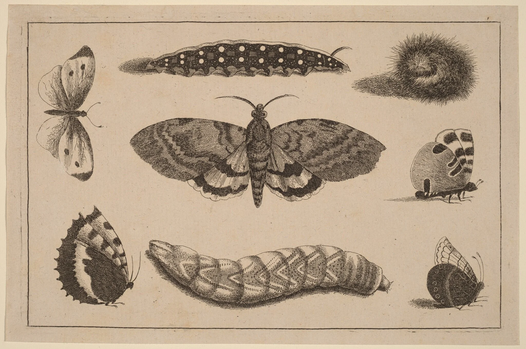 Three Caterpillars, a Moth, and Four Butterflies, by Wenceslaus Hollar, ink, 1648