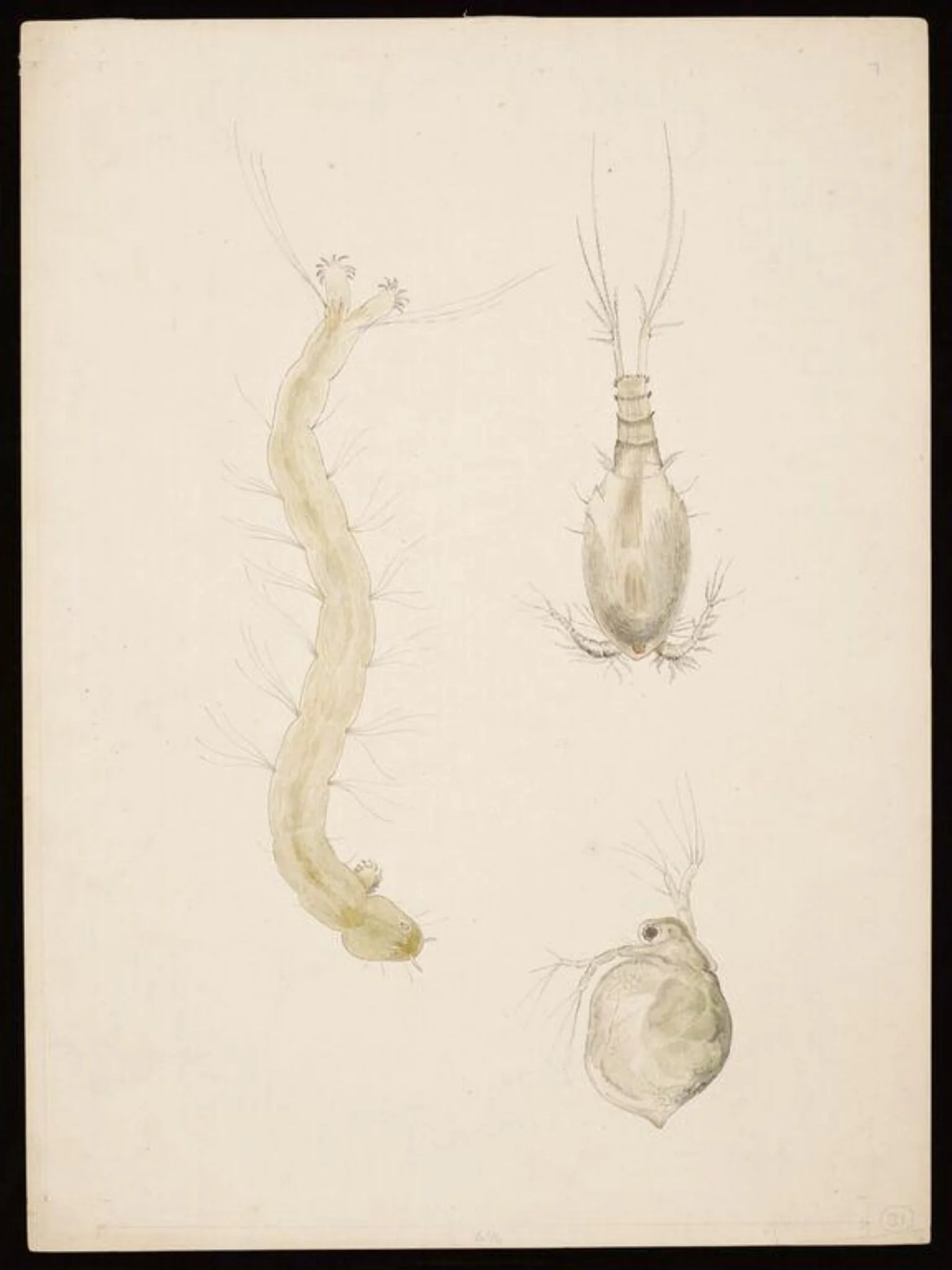 Magnified studies thought to show water-fleas and a midge lava