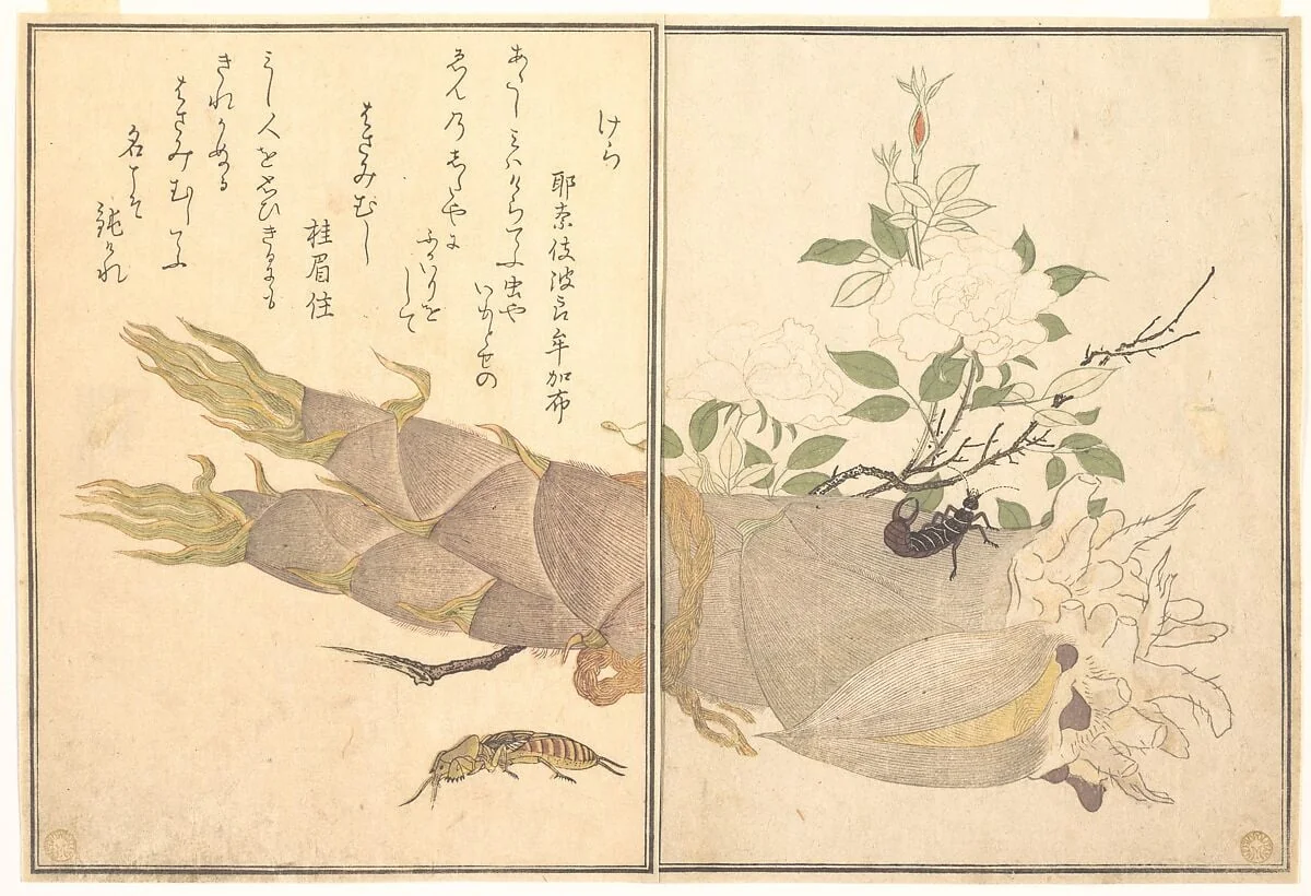 『画本虫撰』   「けら」「はさみむし」|Mole Cricket (Kera); Earwig, (Hasami-mushi), from the Picture Book of Crawling Creatures (Ehon mushi erami), by Kitagawa Utamaro, ink, 1788