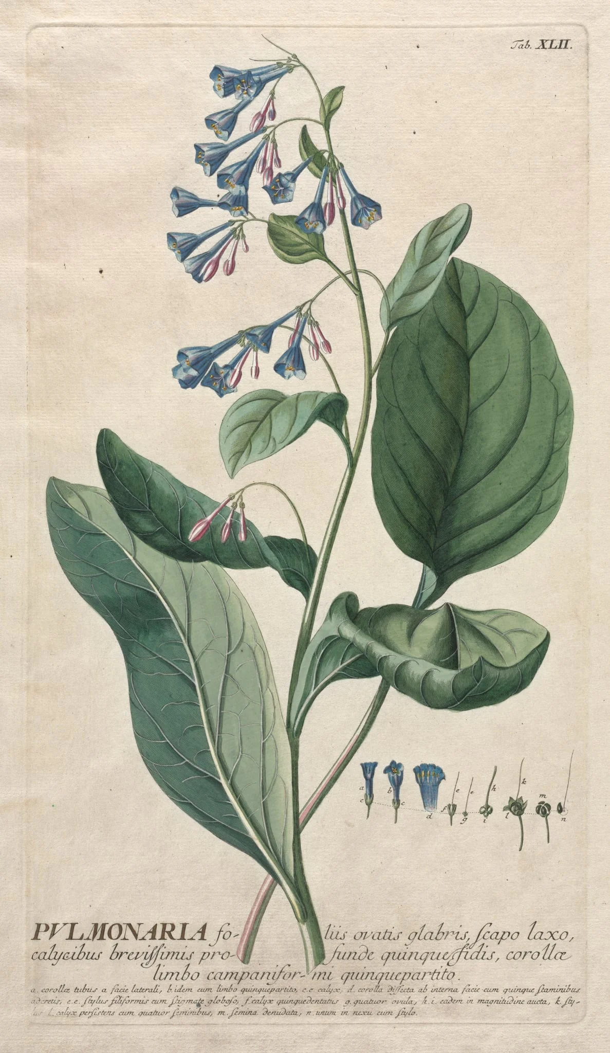 Plantae Selectae:  No. 42 - Pulmonaria, by Georg Dionysius Ehret, 1762