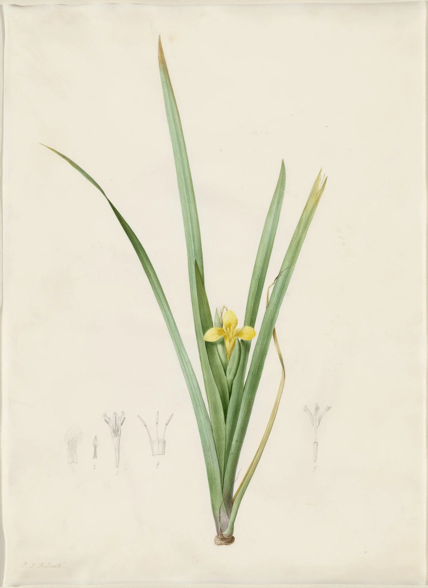 Iris curtopetala, by Pierre Joseph Redouté, watercolor, 1809