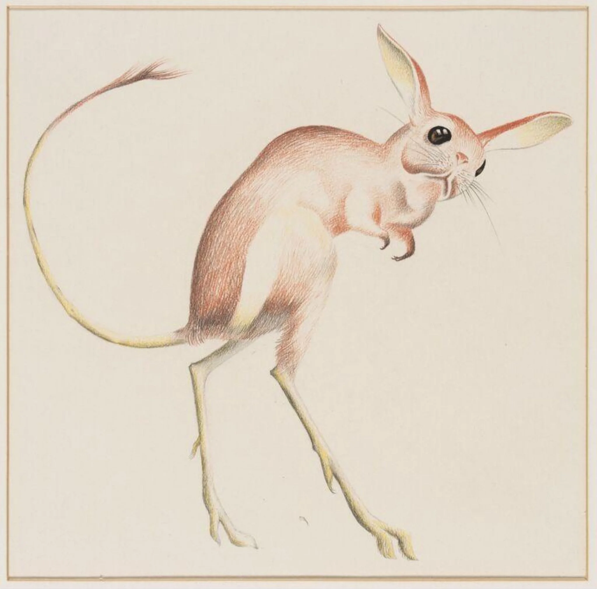 Jerboa