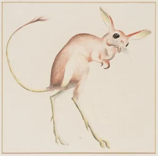 Jerboa