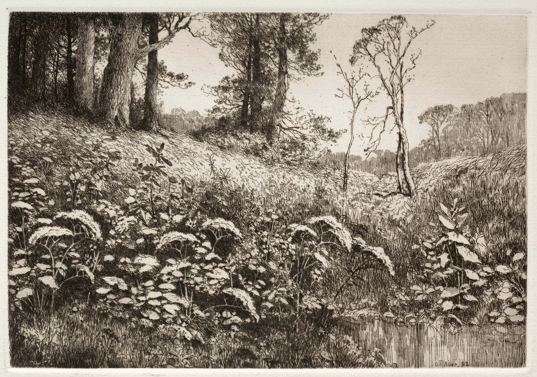 A Summer Afternoon