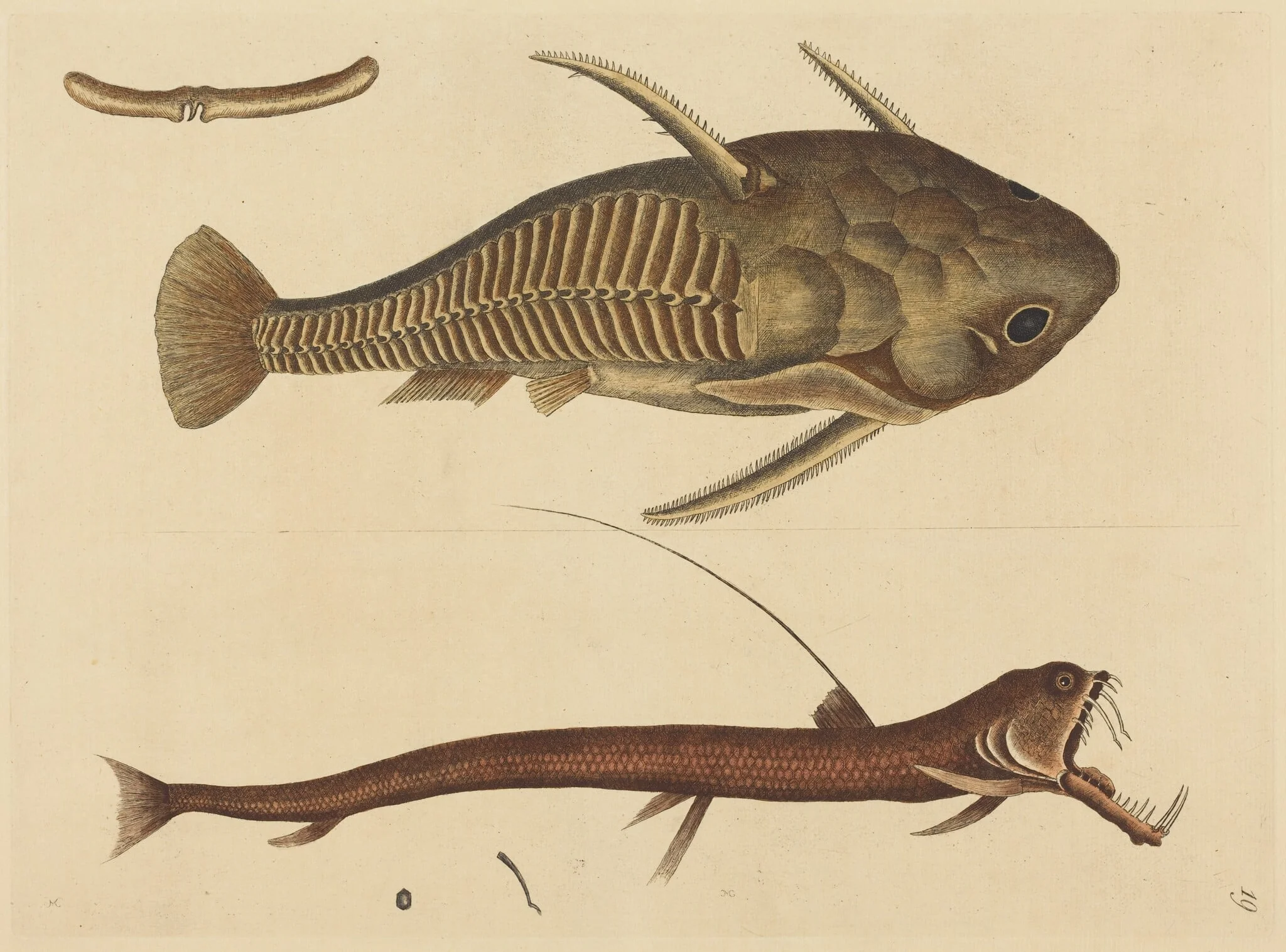 The Viper-mouth (Silurus cataphractus)