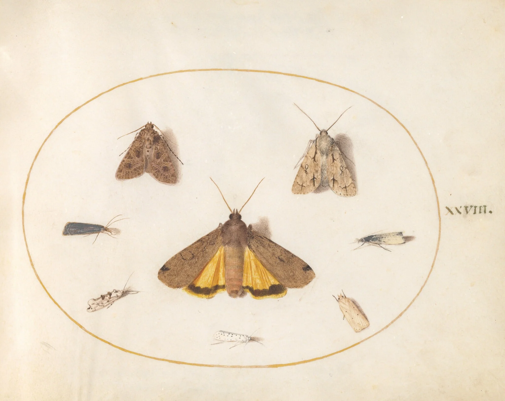 Plate 28: Eight Moths, Including a Large Yellow Underwing and Grey Dagger, by Joris Hoefnagel, gouache, 1594
