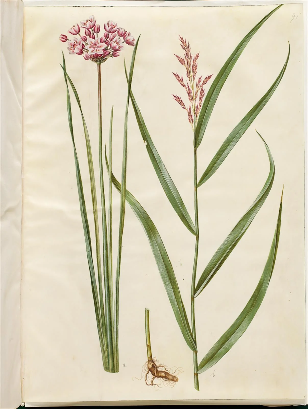 Butomus umbellatus (brudelys); Phragmites australis (almindelig tagrør), by Unknown, unspecified, 1654