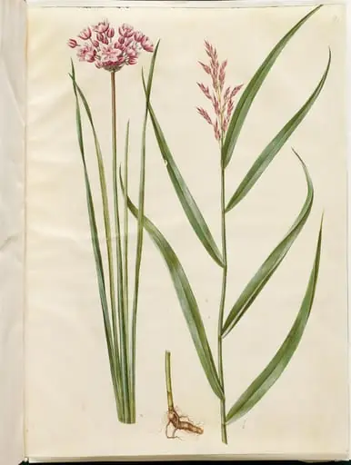 Butomus umbellatus (brudelys); Phragmites australis (almindelig tagrør)