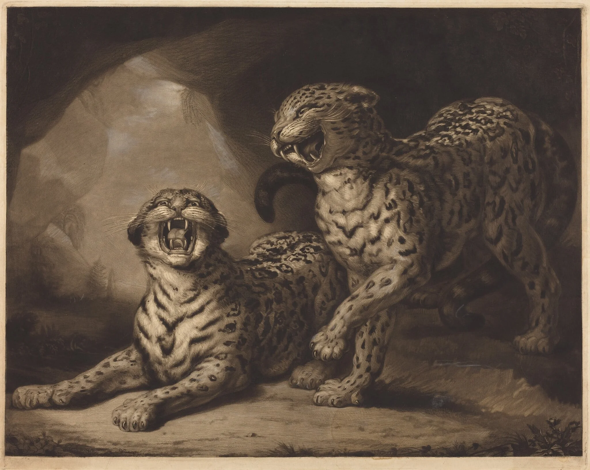 Leopards