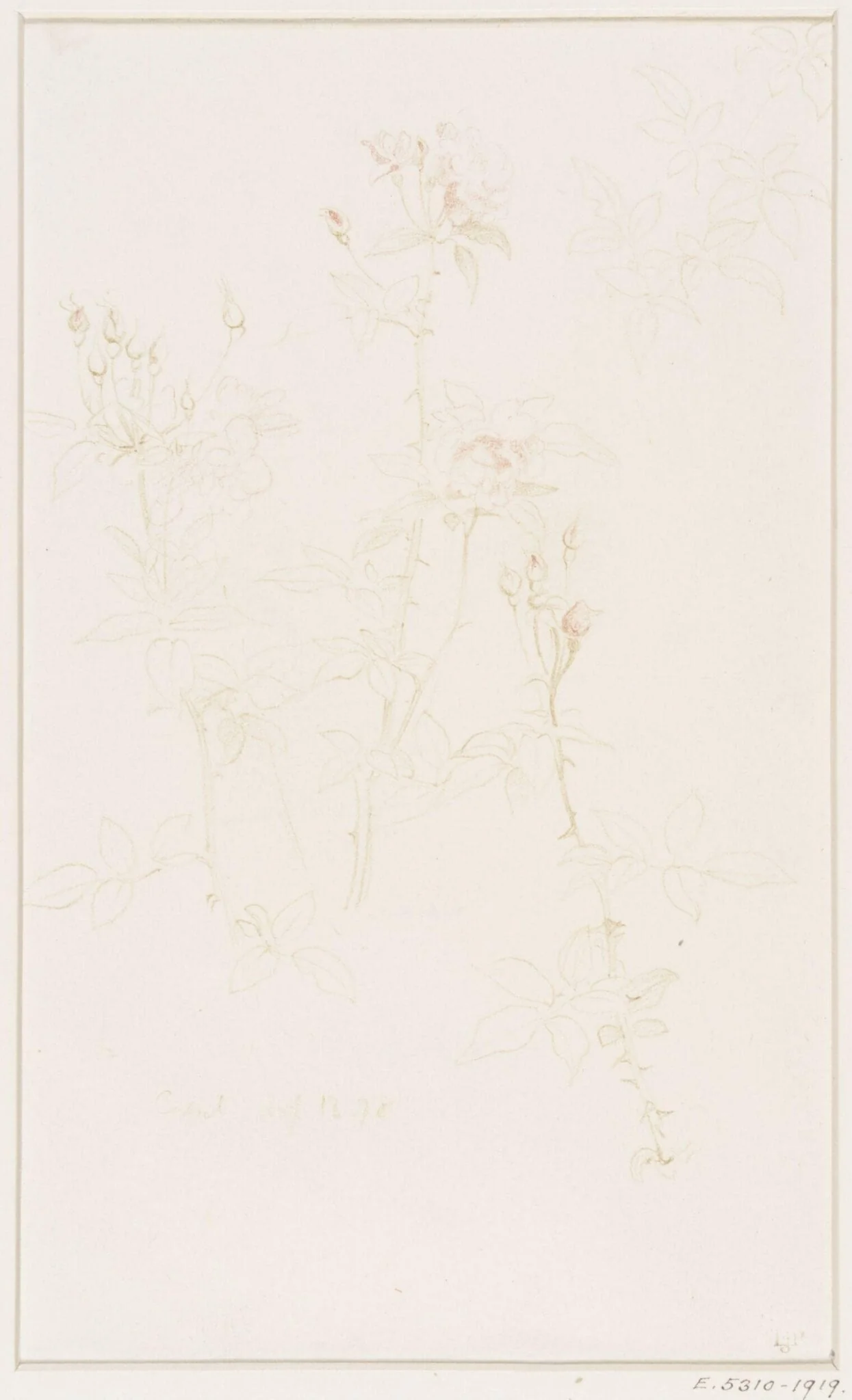 Studies of Flowers and Plants, 1876-1898, by Edward John, Sir Poynter, 11