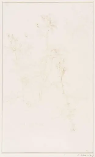 Studies of Flowers and Plants, 1876-1898