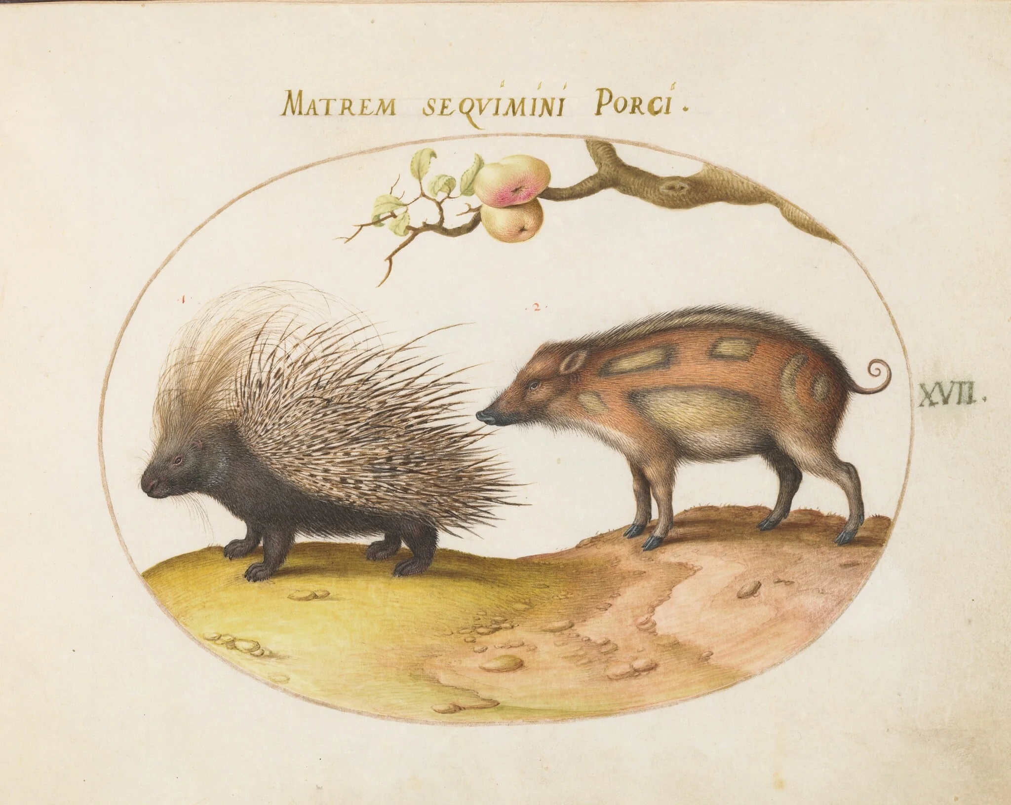 Plate 17: Old World Porcupine (Hystrix) and Wild Pig, by Joris Hoefnagel, gouache, 1594