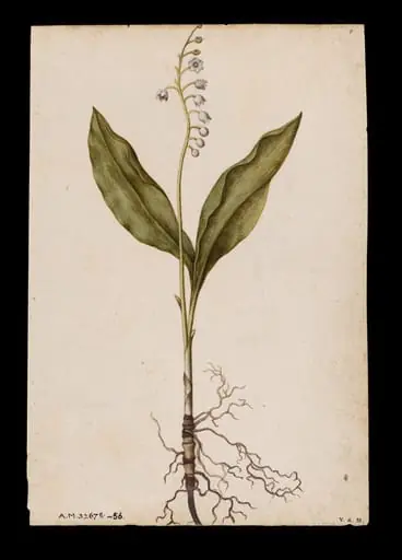 Lily of the valley; Pinks