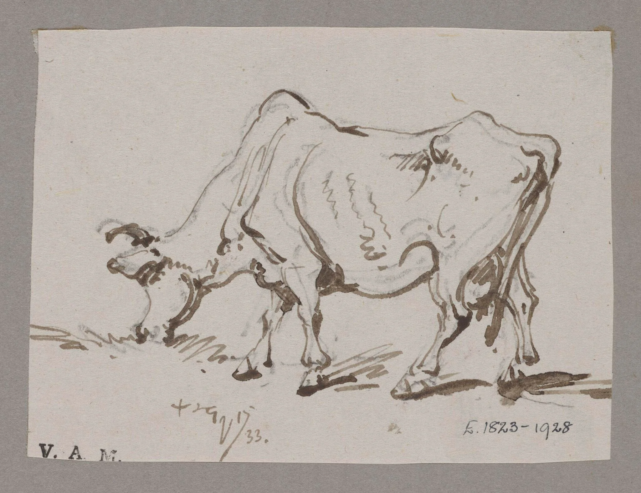 A grazing cow, by George Chinnery, 14