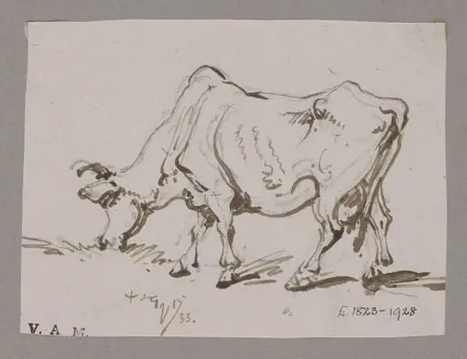 A grazing cow