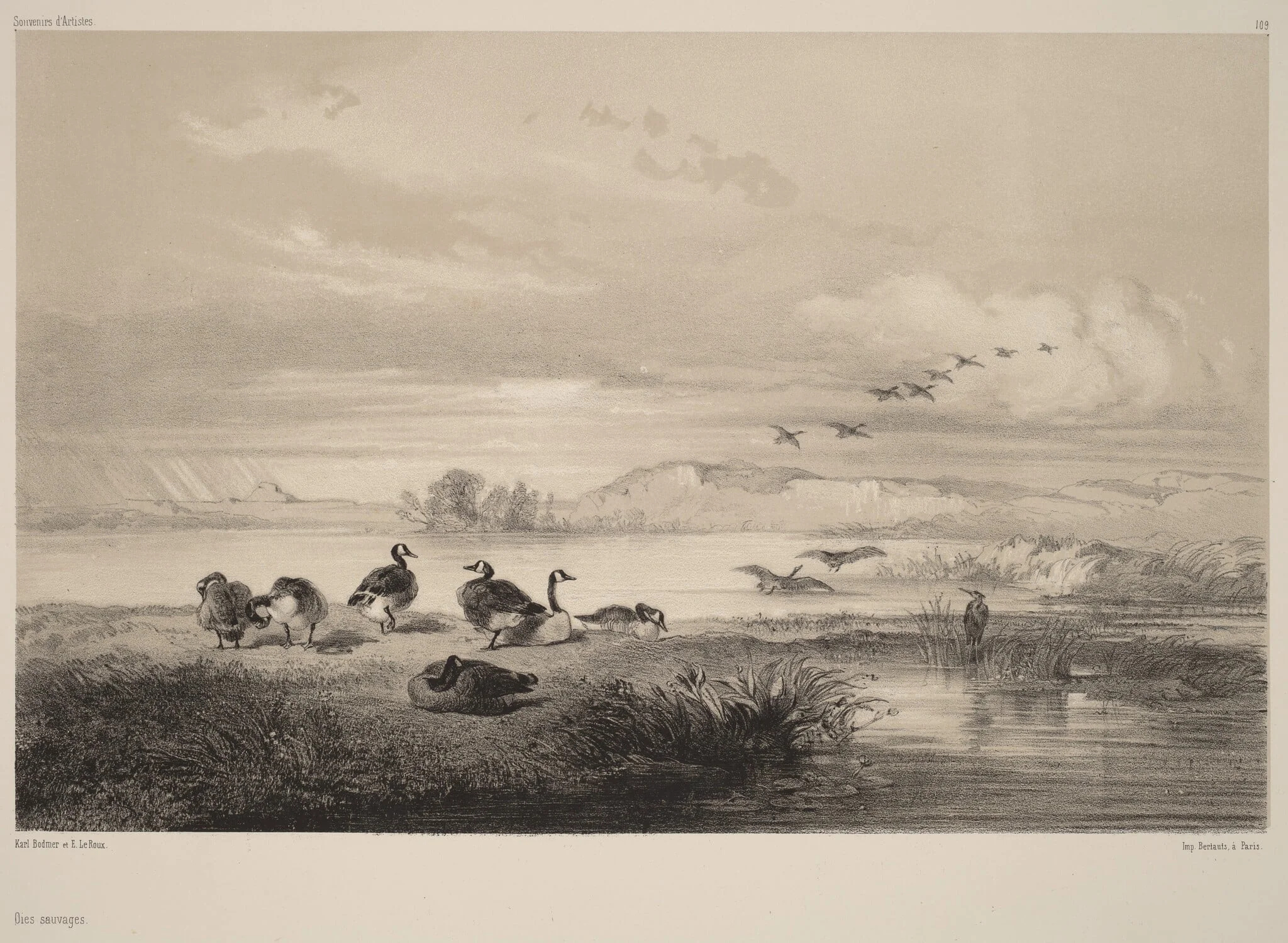 Oies sauvages, by Karl Bodmer, ink, 1851