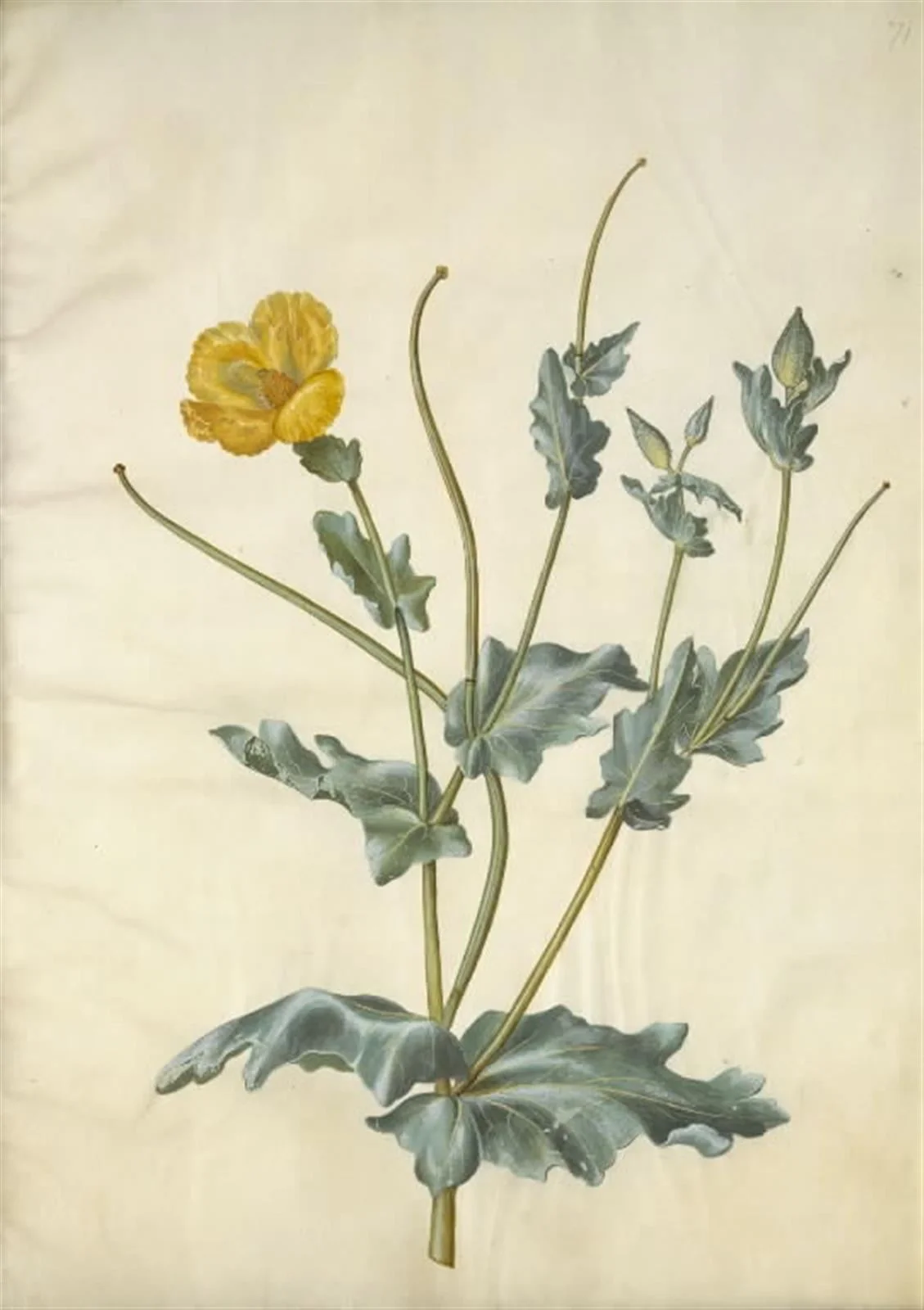 Glaucium flavum (strand-hornskulpe)