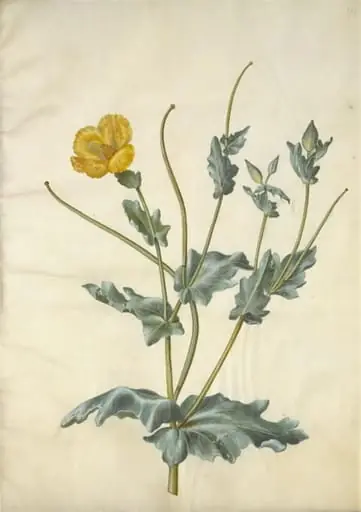 Glaucium flavum (strand-hornskulpe)