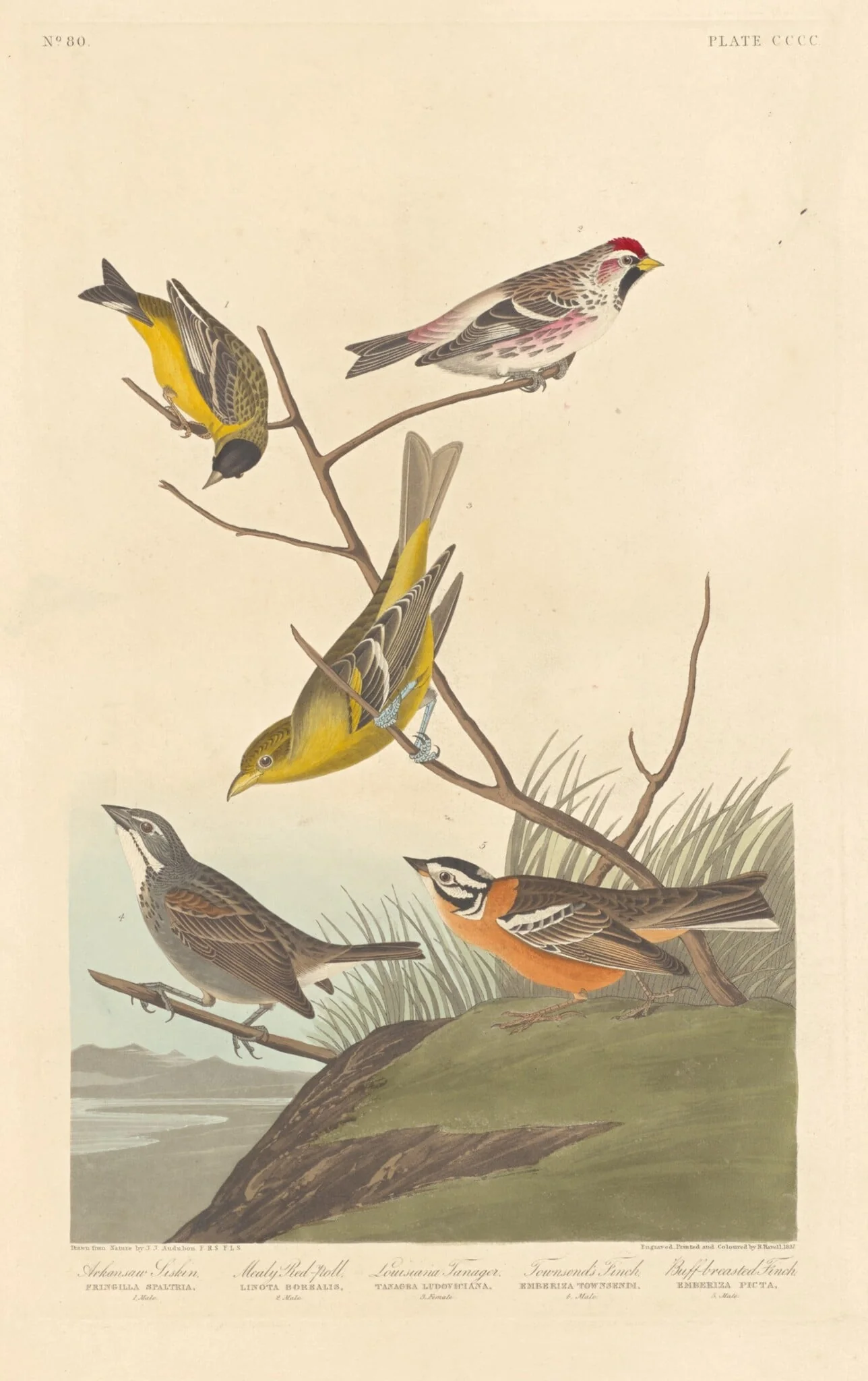 Arkansaw Siskin, Mealy Red-poll, Louisiana Tanager, Townsend's Finch and Buff-breasted Finch, by Robert Havell Jr., ink, 1837