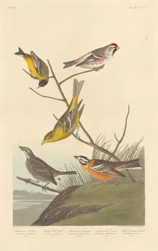 Arkansaw Siskin, Mealy Red-poll, Louisiana Tanager, Townsend's Finch and Buff-breasted Finch
